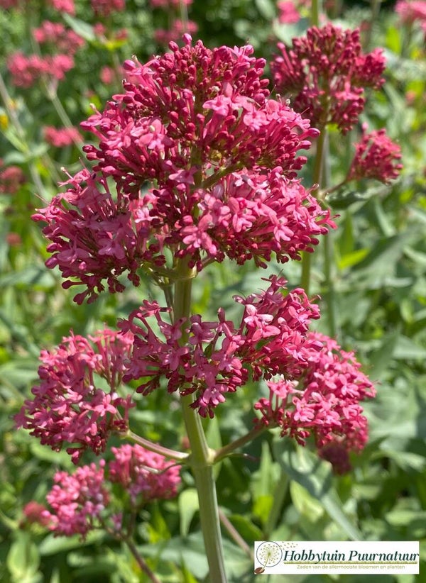 Spoorbloem rood - Centranthus ruber Red  25 zaden