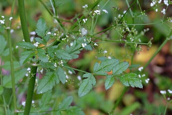 Steeneppe ECO - Sison amomum  50 zaden