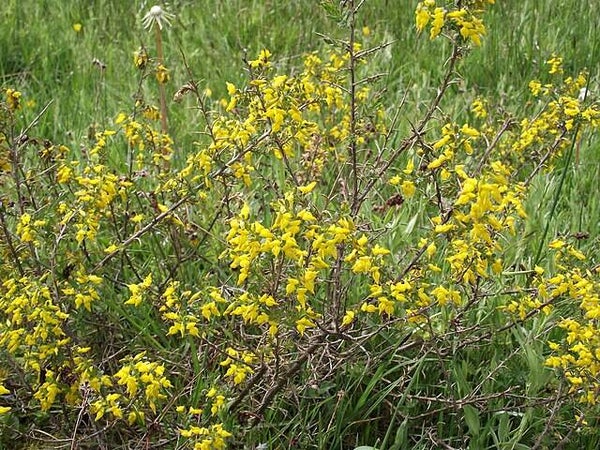Stekelbrem - Genista anglica  25 zaden