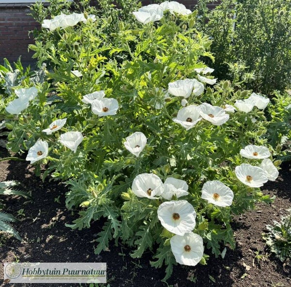 Stekelpapaver wit - Argemone platyceras  200 zaden