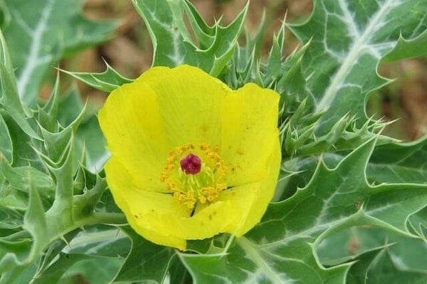 Stekelpapaver geel - Argemone mexicana  20 zaden