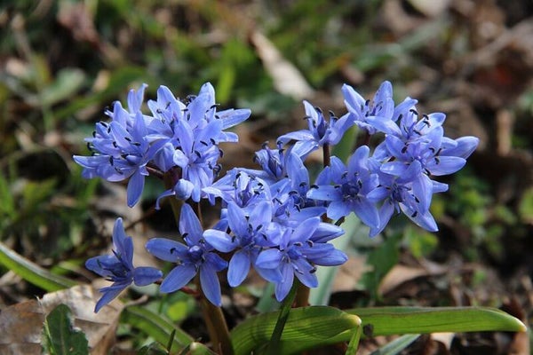Sterhyacint ECO - Scilla bifolia  25 zaden