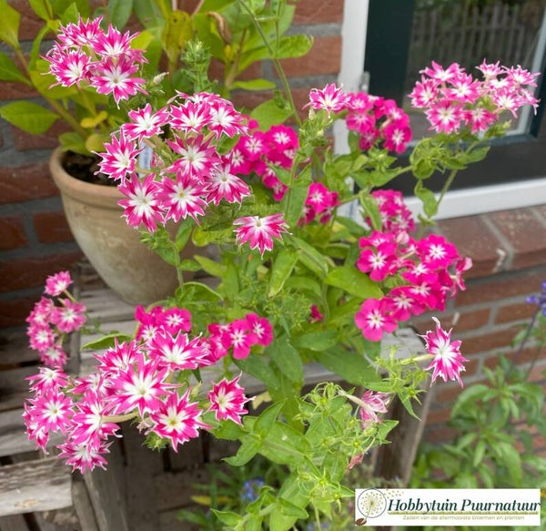 Sterphlox Twinkle - Phlox drummondii Twinkle mix  50 zaden