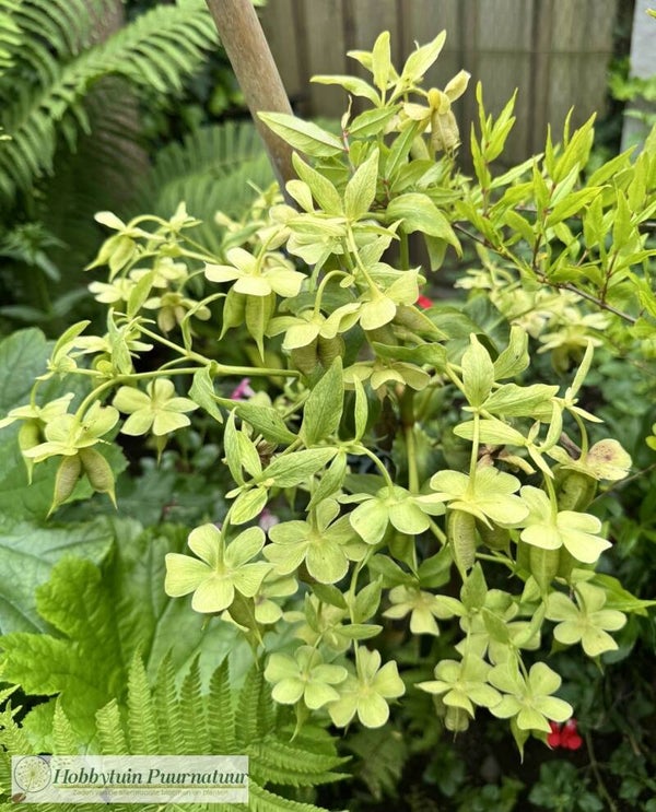Stinkend nieskruid ECO - Helleborus foetidus  25 zaden