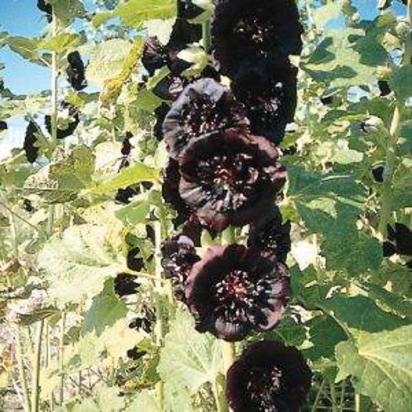 Stokroos zwart - Alcea rosea Nigra  15 zaden