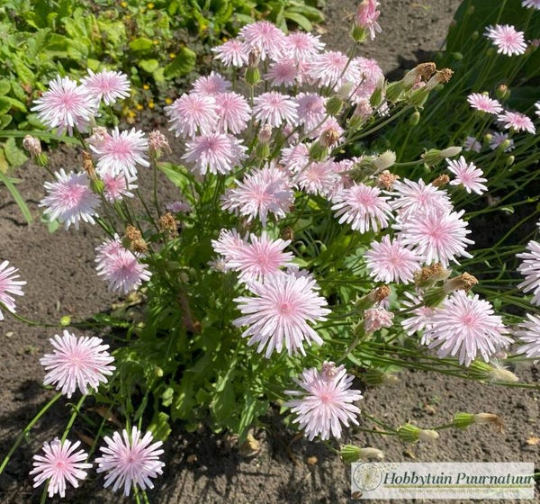 Streepzaad roze - Crepis rubra Rosea  25 zaden