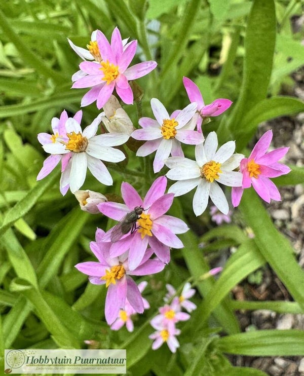 Strobloem Cassinianum - Helichrysum cassinianum  25 zaden