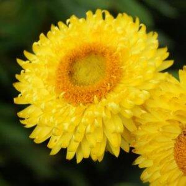 Strobloem geel - Helichrysum bracteatum Lemon Yellow  150 zaden