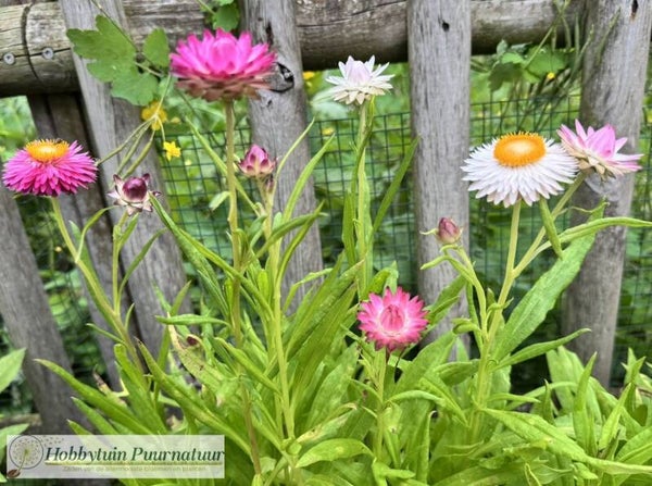 Strobloem mix laag - Helichrysum bracteatum Tom Thumb  150 zaden