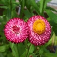 Strobloem roze - Helichrysum bracteatum Rose  150 zaden