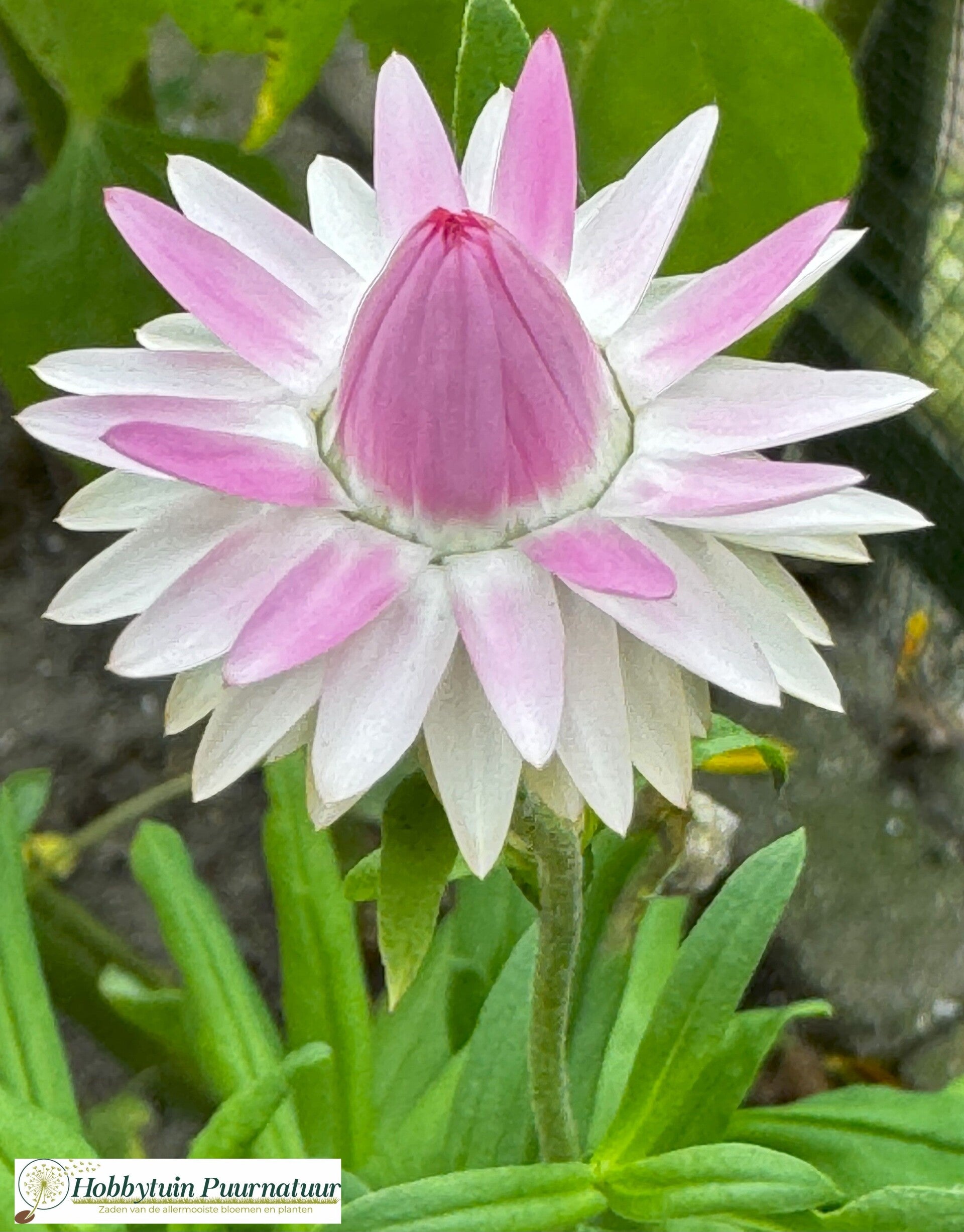Strobloem Silvery Rose - Helichrysum bracteatum King Size Silvery Rose  150 zaden