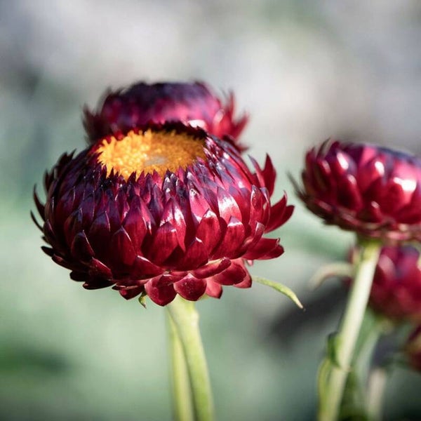Strobloem Scarlet - Helichrysum bracteatum Scarlet  150 zaden