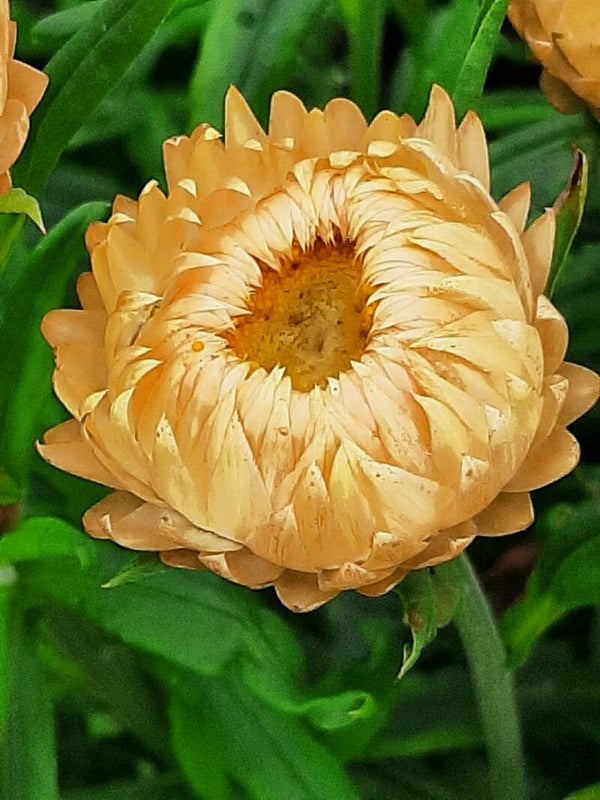 Strobloem zalm - Helichrysum bracteatum King Size Salmon  150 zaden