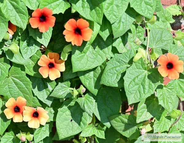 Suzanne met de mooie ogen African Sunset - Thunbergia alata African Sunset  6 zaden