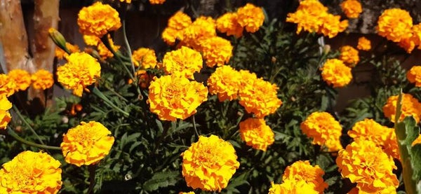 Afrikaantje hoog mix BIO - Tagetes erecta Sunset Giants mix  50 zaden