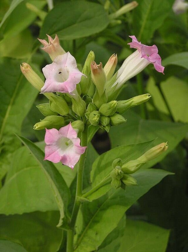 Tabaksplant - Nicotiana tabacum  500 zaden