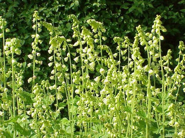 Franjekelk ECO - Tellima grandiflora  100 zaden