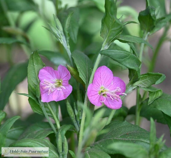 Teunisbloem Rosea ECO - Oenothera Rosea  100 zaden