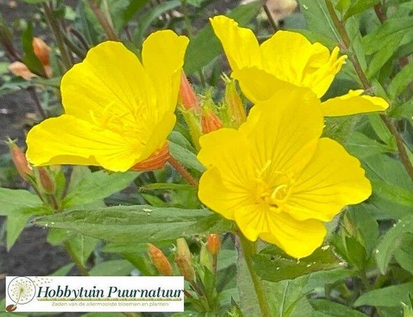 Teunisbloem fruticosa - Oenothera fruticosa ssp. Glauca  80 zaden