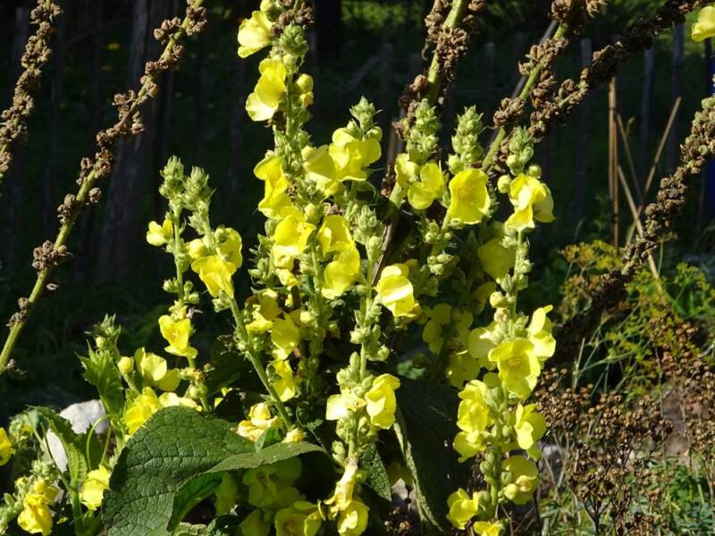Grote teunisbloem - Oenothera glazioviana  2500 zaden