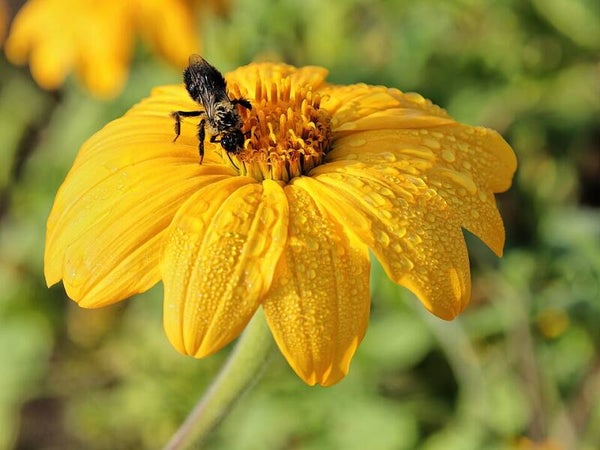 Mexicaanse zonnebloem geel - Tithonia rotundifolia Yellow Torch  20 zaden
