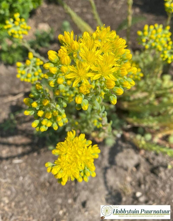 Tripmadam - Sedum rupestre  300 zaden