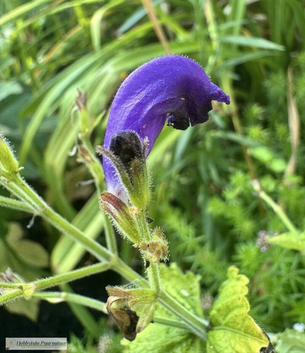 Trompetkruid - Strobilanthes atropurpureus  10 zaden