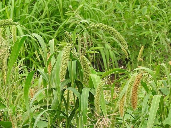 Trosgierst Lowlander - Setaria italica Lowlander  100 zaden