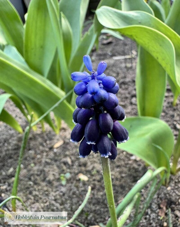 Troshyacint - Muscari atlanticum  50 zaden