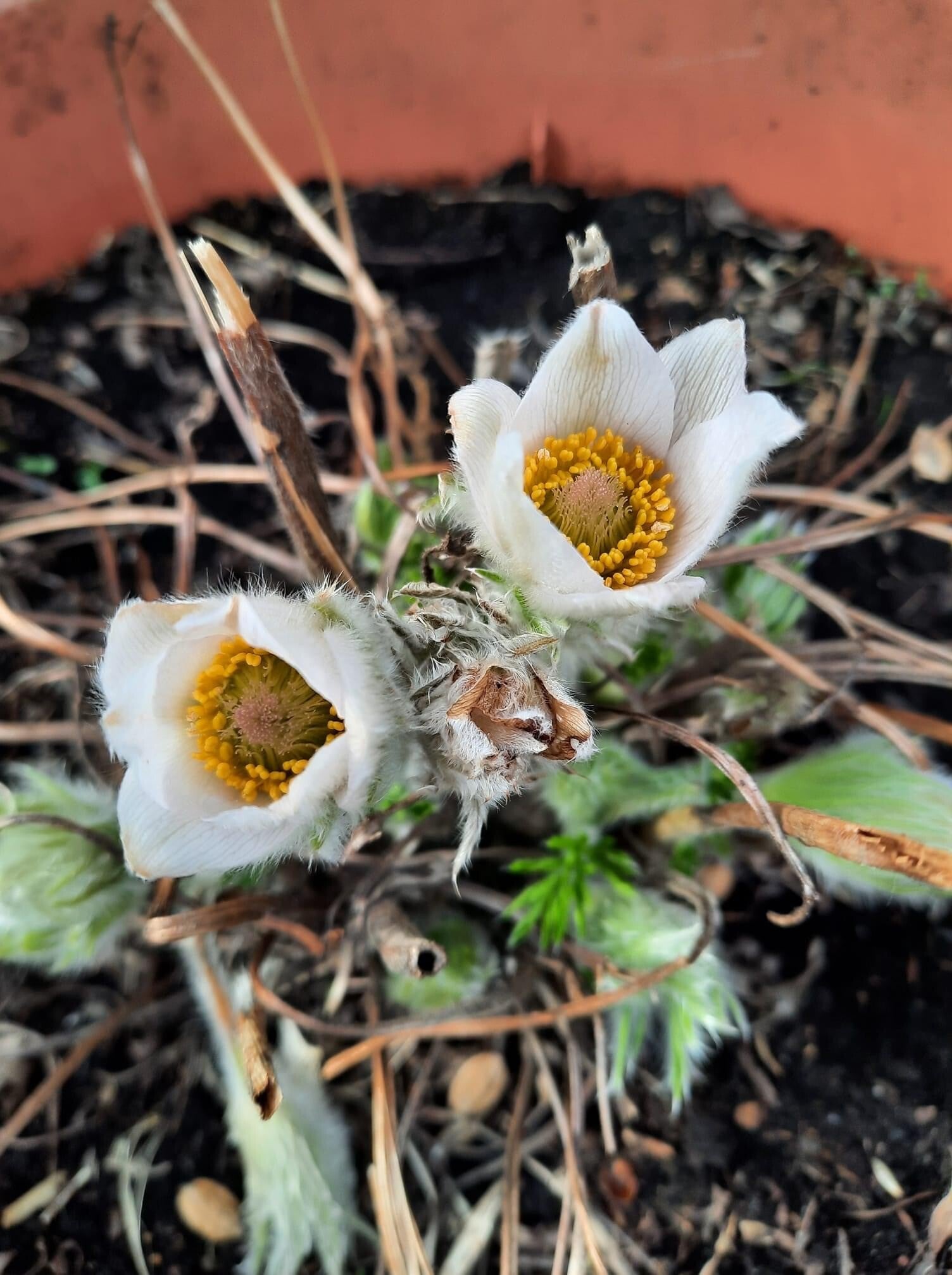 Wildemanskruid wit - Pulsatilla vulgaris Bells White  15 zaden