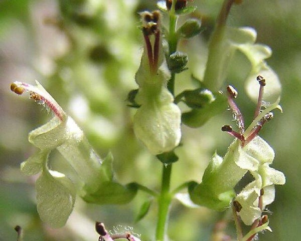 Valse Salie - Teucrium scorodonia  100 zaden