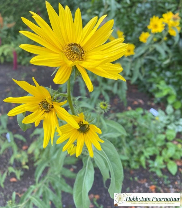 Zonnebloem maximilianii - Helianthus maximilianii  25 zaden