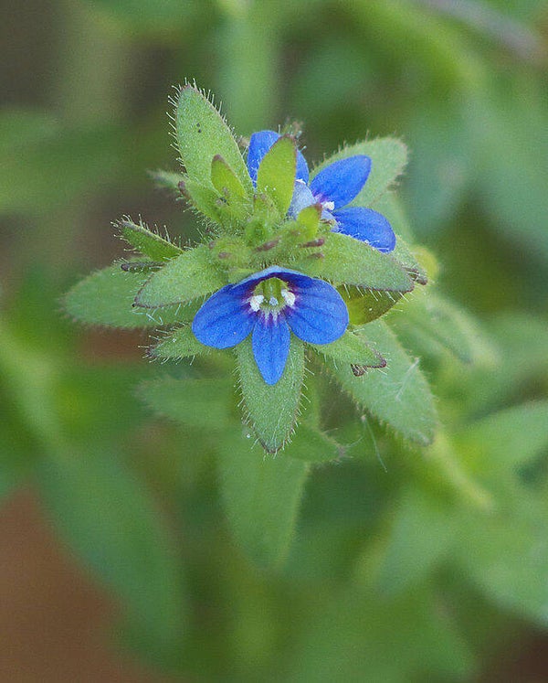 Veldereprijs - Veronica arvensis  500 zaden