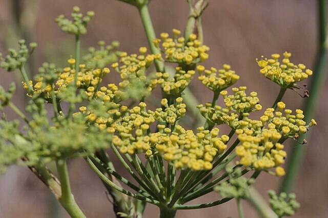 Venkel BIO - Foeniculum vulgare  250 zaden