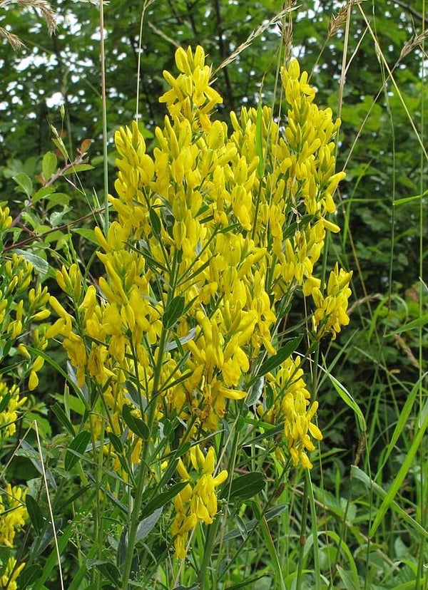 Verfbrem - Genista tinctoria  25 zaden