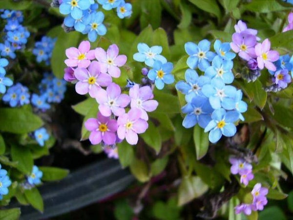 Vergeet me nietje mix - Myosotis alpestris mix  150 zaden