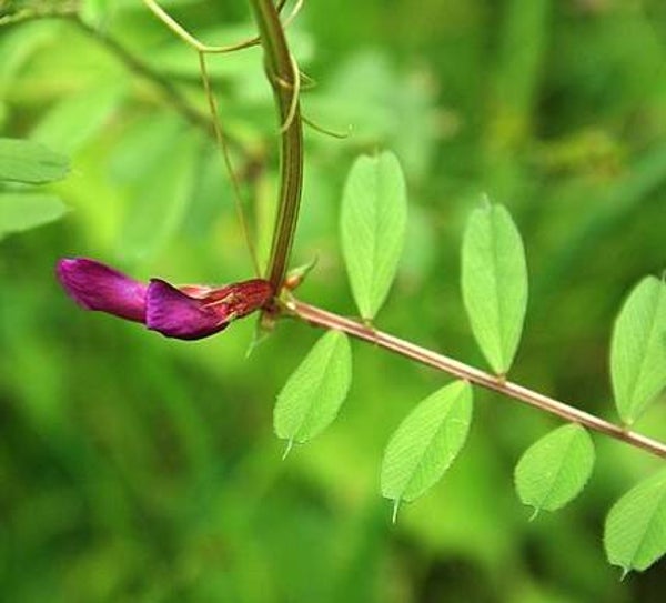 Vergeten wikke - Vicia sativa ssp. segetalis  200 zaden
