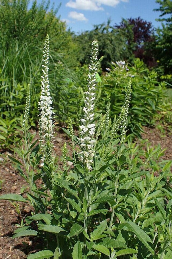 Aarereprijs mix ECO - Veronica spicata mix  500 zaden