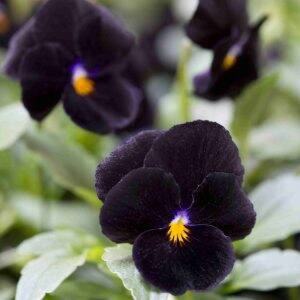 Viool zwart - Viola cornuta Back to Black  25 zaden