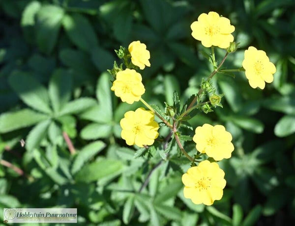 Vijfvingerkruid - Potentilla reptans  50 zaden