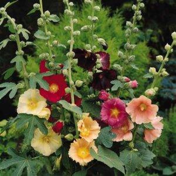 Vijgenblad stokroos mix - Alcea ficifolia Mix  20 zaden