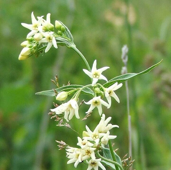 Witte engbloem - Vincetoxicum hirundinaria  10 zaden