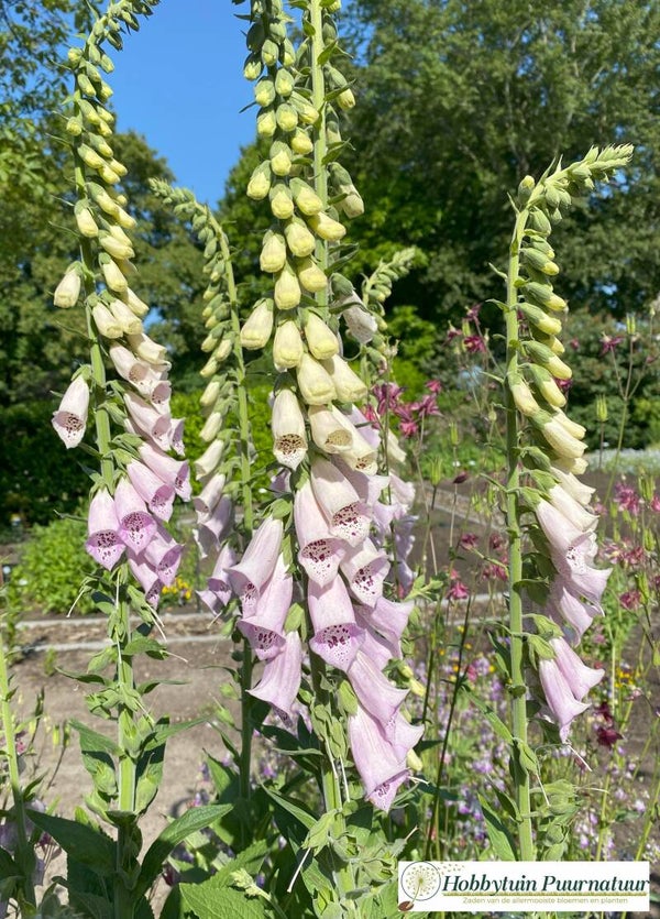 Schaduw - inheemse bloemenmix  40 m2  60 gram