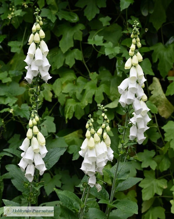 Vingerhoedskruid wit - Digitalis purpurea Alba  250 zaden