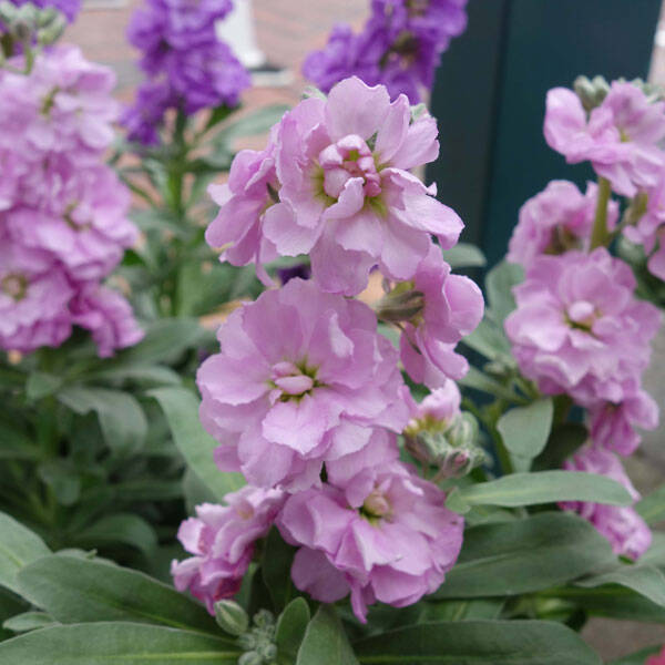 Violier Glory Lavender - Matthiola incana Glory Lavender  25 zaden