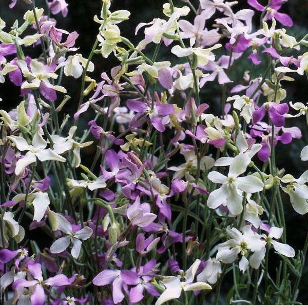 Violier pastel mix - Matthiola I sub bicornis Starlight Scentsation  100 zaden