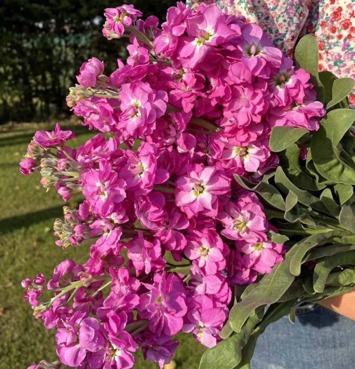 Violier roze - Matthiola incana Anytime Hot Pink  25 zaden