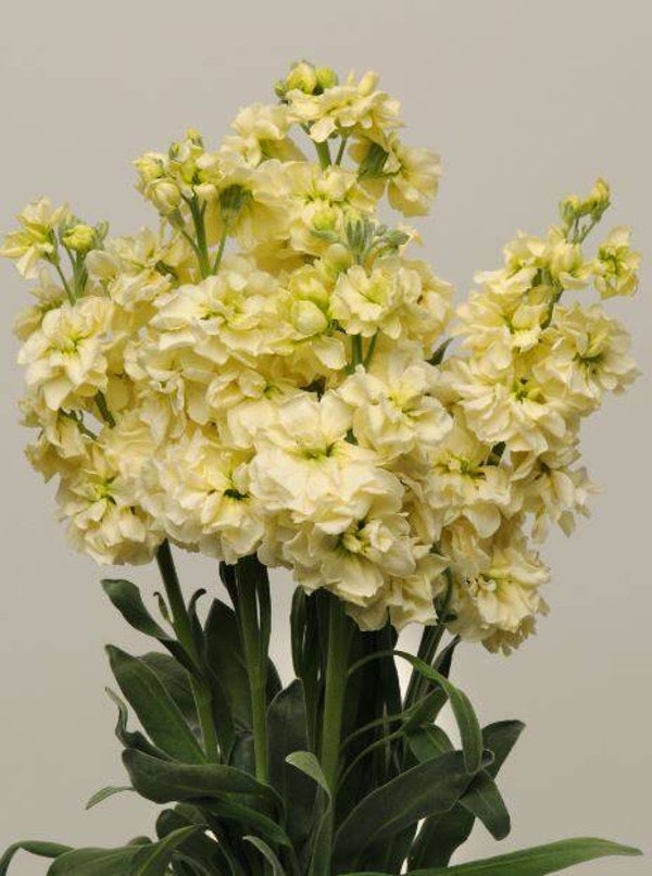 Violier geel - Matthiola incana Katz Yellow  25 zaden