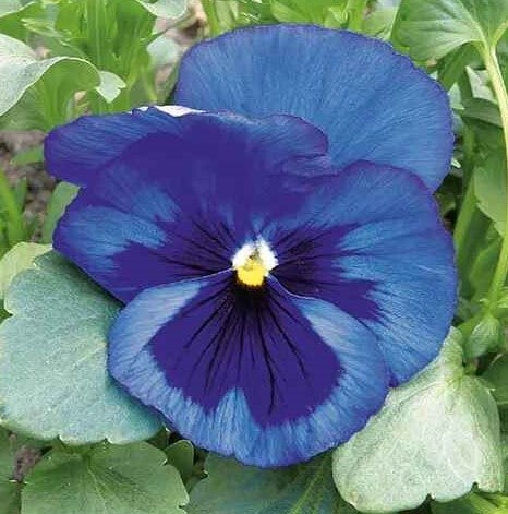 Viool blauw - Viola wittrockiana Blue with Blotch  100 zaden