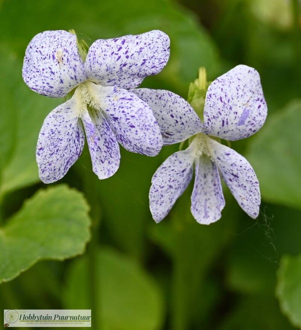Viool Freckles ECO - Viola sororia Freckles  20 zaden